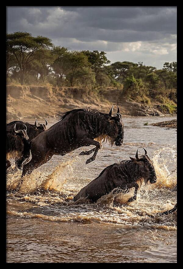 African Wildebeest River Crossing