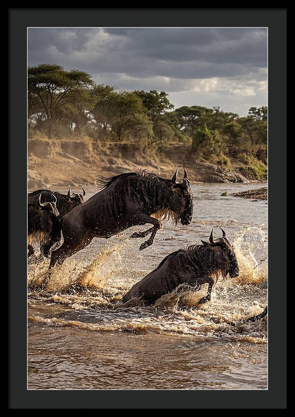 African Wildebeest River Crossing