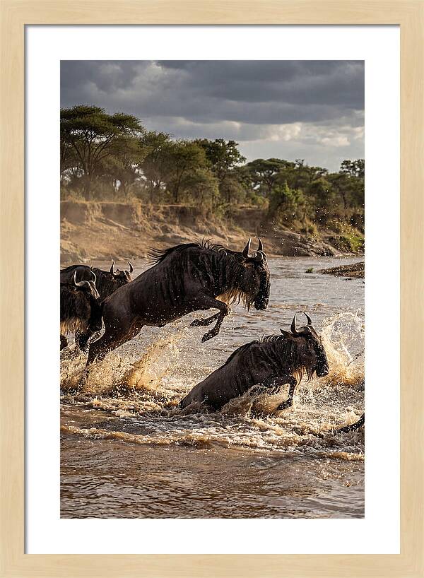 African Wildebeest River Crossing