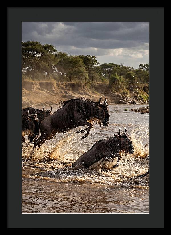 African Wildebeest River Crossing