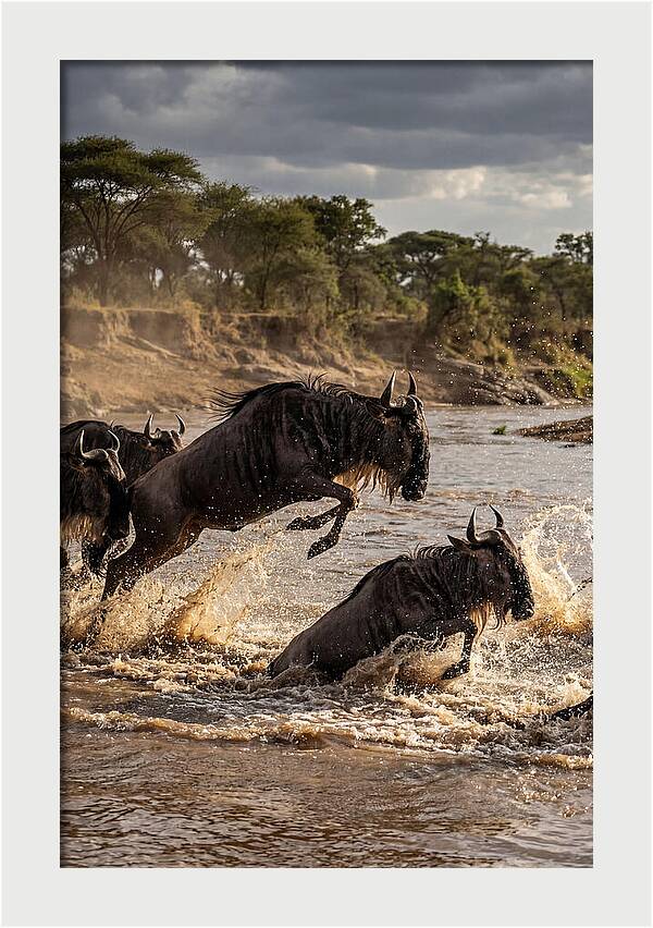 African Wildebeest River Crossing