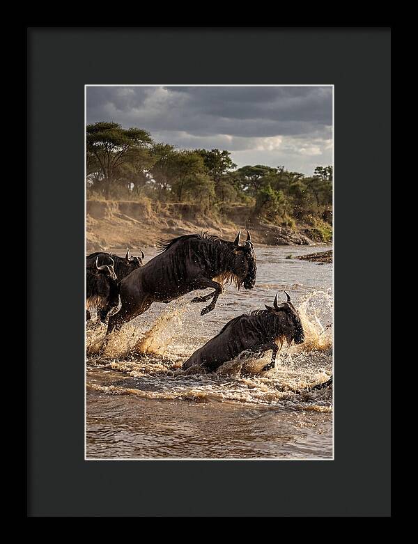African Wildebeest River Crossing