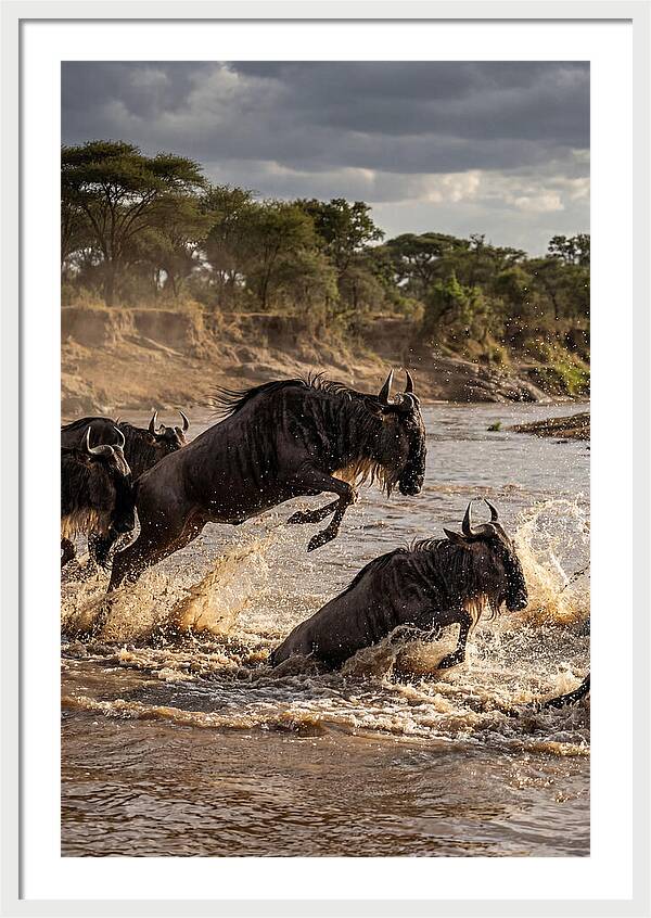African Wildebeest River Crossing