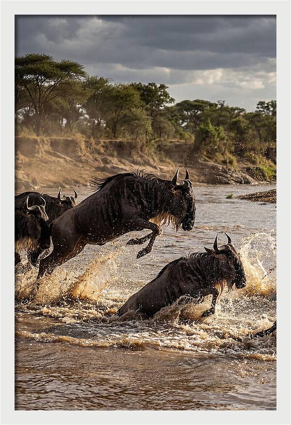 African Wildebeest River Crossing