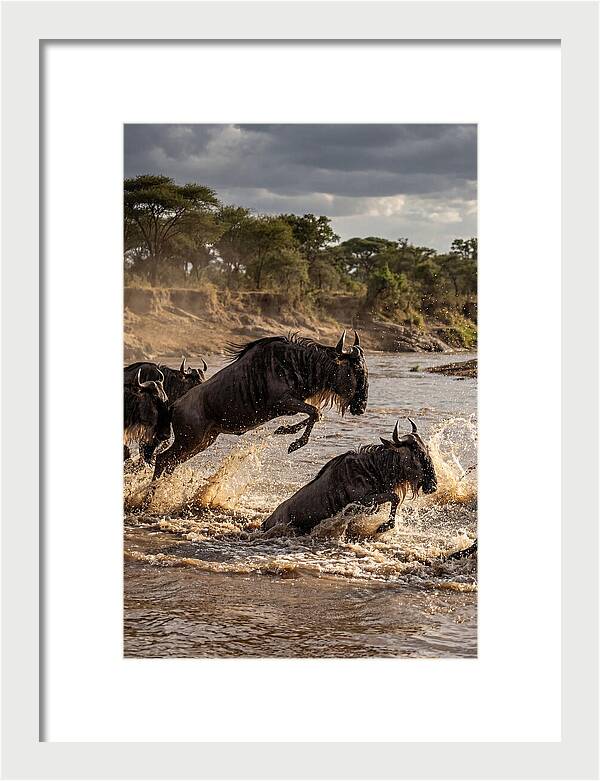 African Wildebeest River Crossing