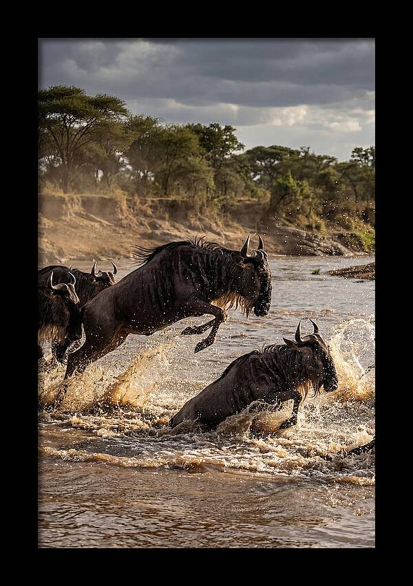 African Wildebeest River Crossing