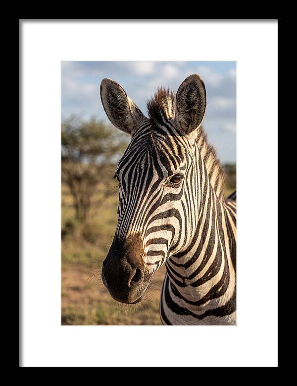 African Zebra Close Up Stripes