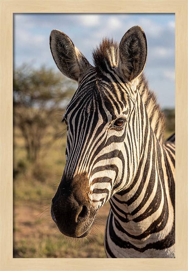 African Zebra Close Up Stripes