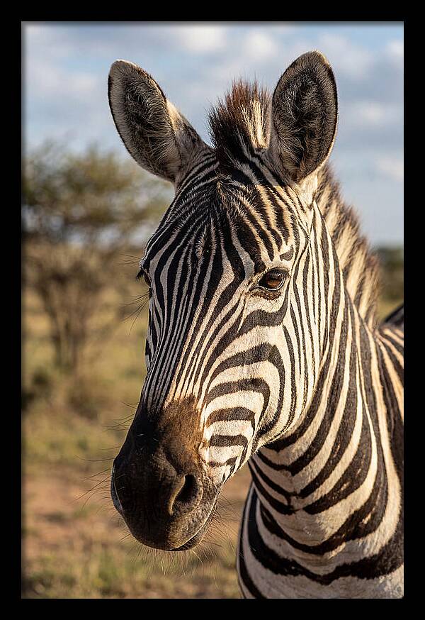 African Zebra Close Up Stripes