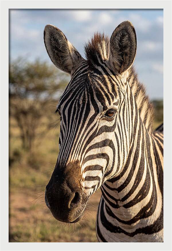 African Zebra Close Up Stripes