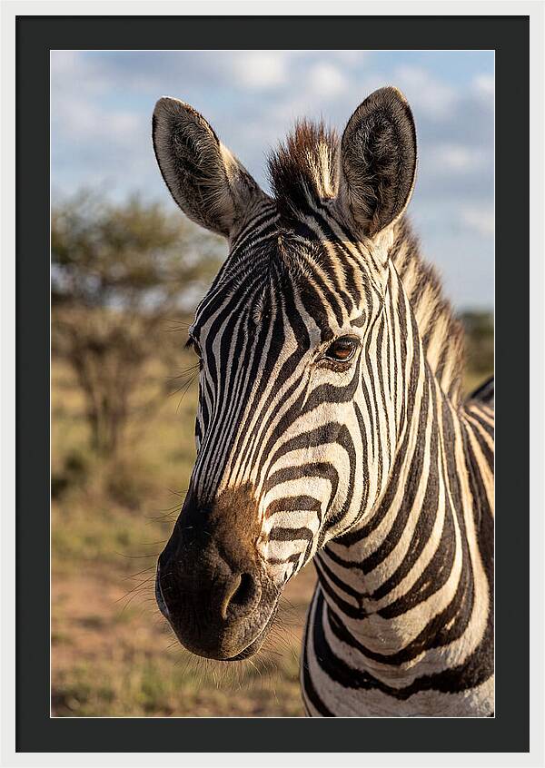 African Zebra Close Up Stripes