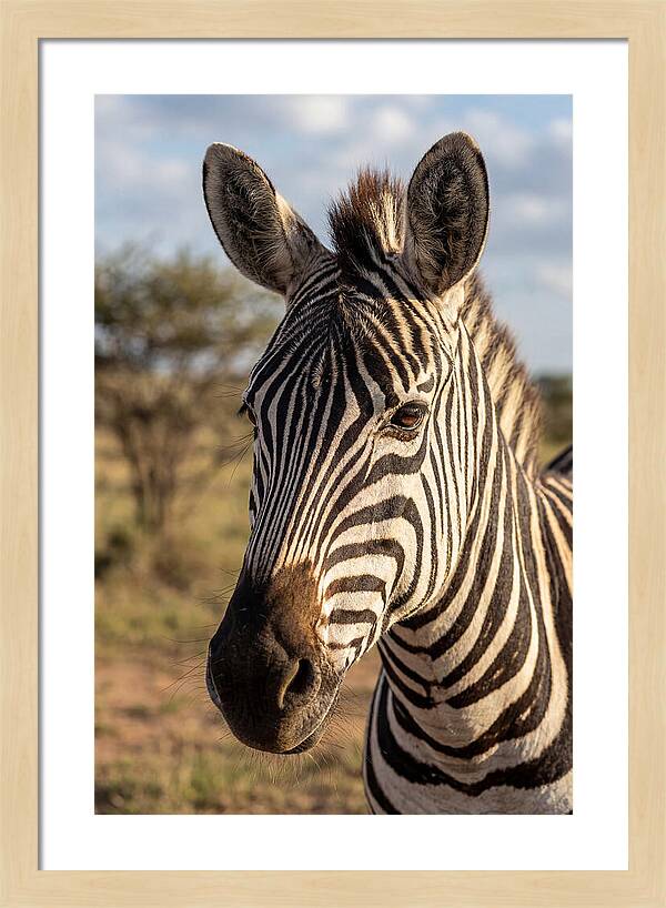 African Zebra Close Up Stripes
