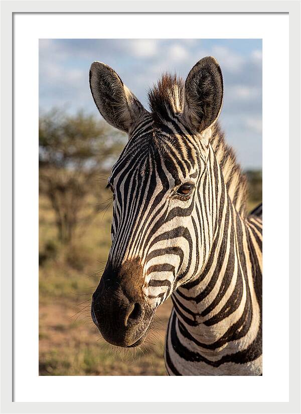 African Zebra Close Up Stripes