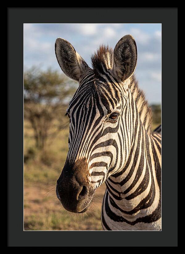 African Zebra Close Up Stripes