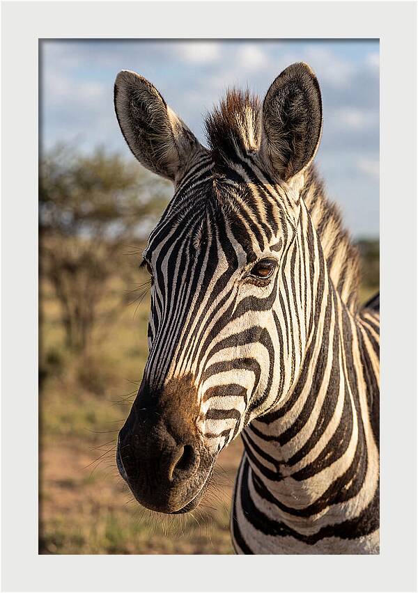 African Zebra Close Up Stripes