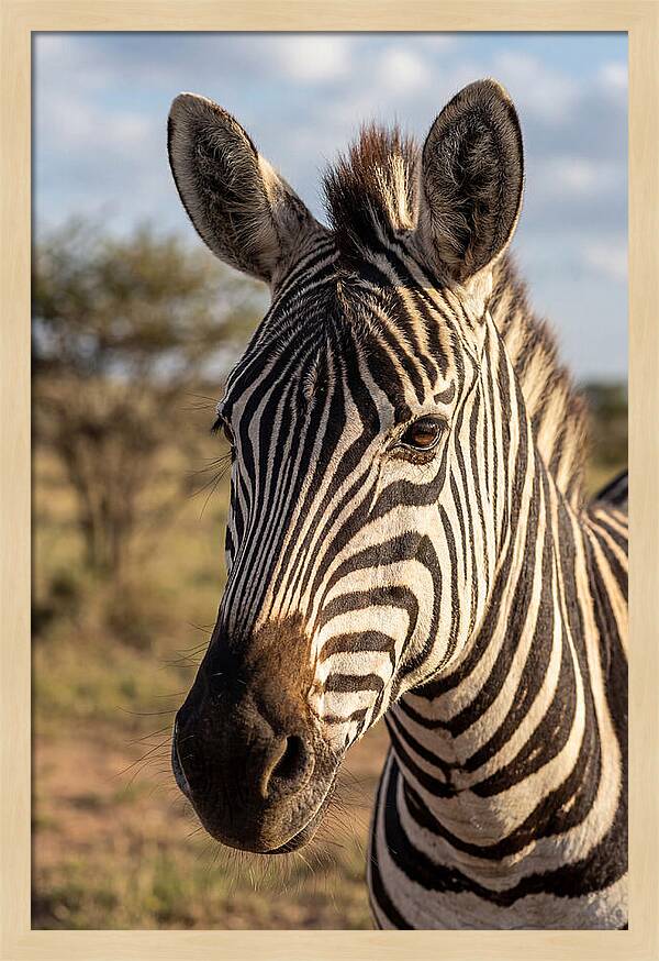 African Zebra Close Up Stripes