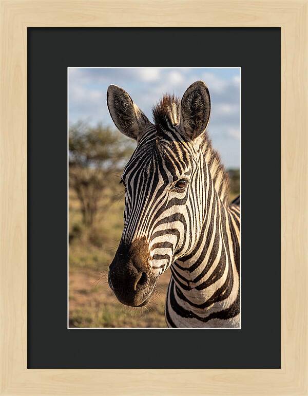 African Zebra Close Up Stripes