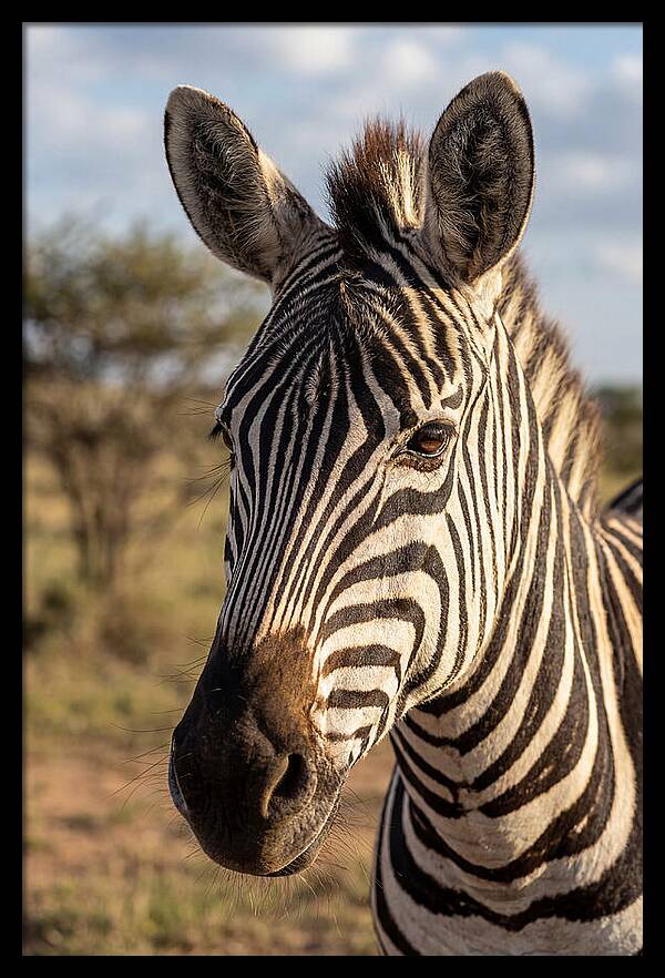 African Zebra Close Up Stripes