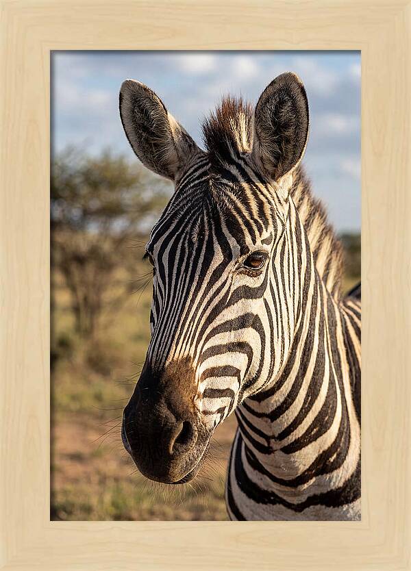 African Zebra Close Up Stripes