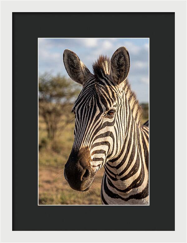 African Zebra Close Up Stripes