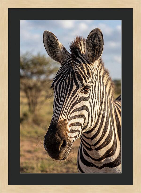 African Zebra Close Up Stripes