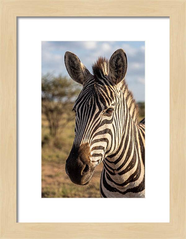 African Zebra Close Up Stripes