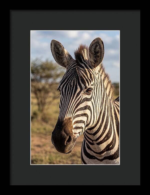 African Zebra Close Up Stripes