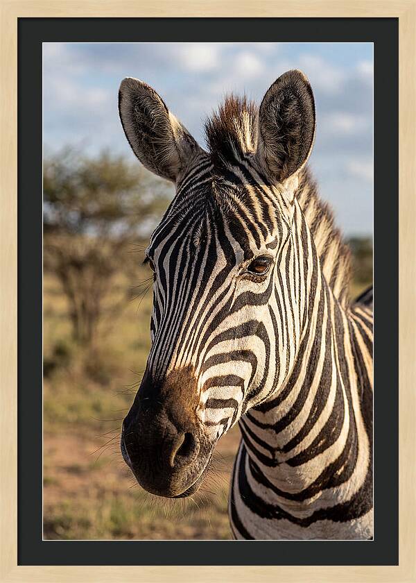 African Zebra Close Up Stripes