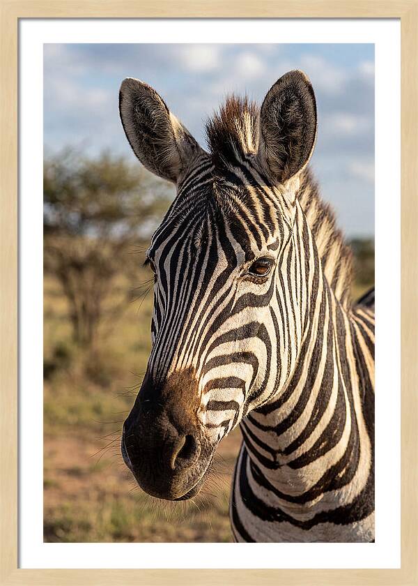 African Zebra Close Up Stripes