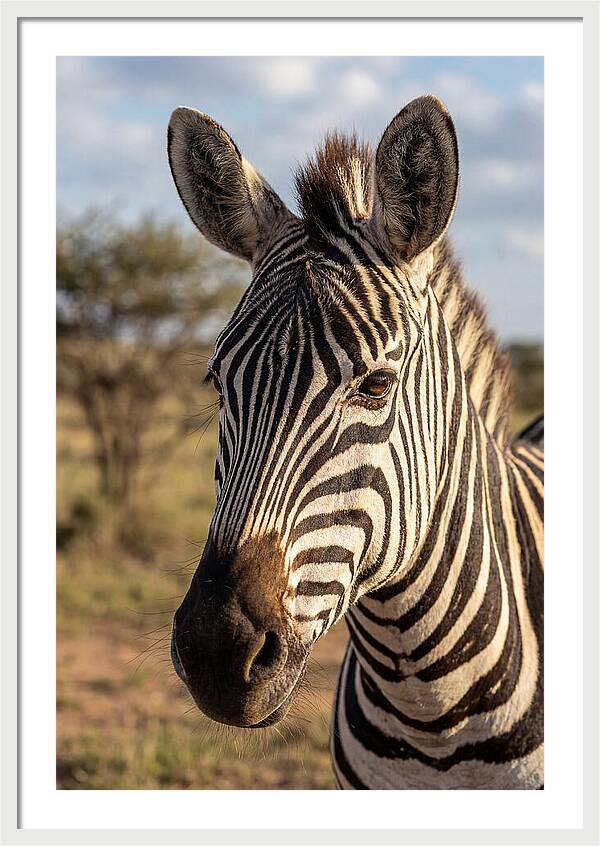 African Zebra Close Up Stripes