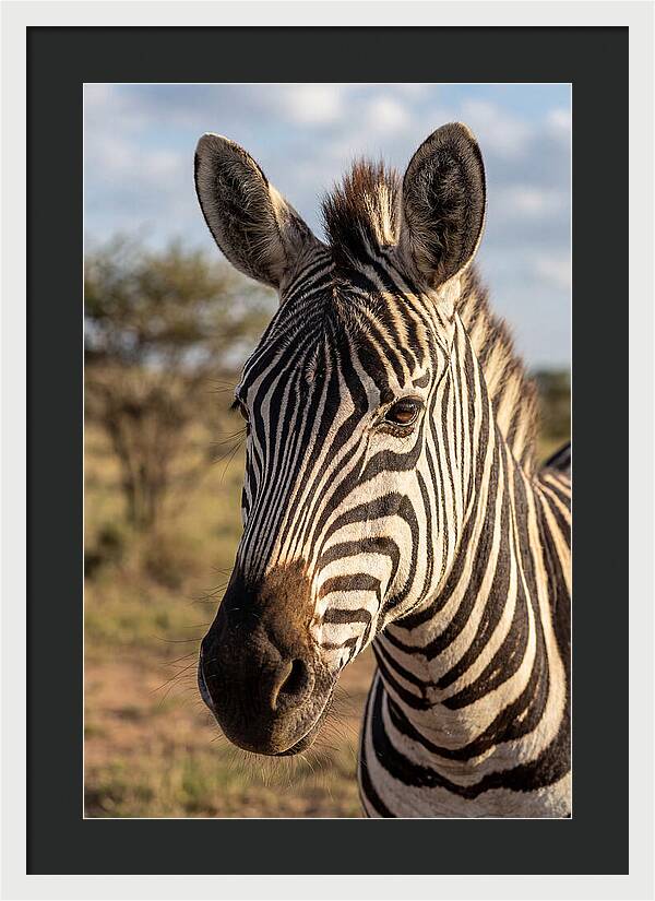African Zebra Close Up Stripes