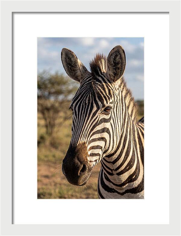 African Zebra Close Up Stripes