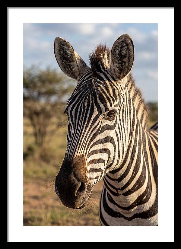 African Zebra Close Up Stripes