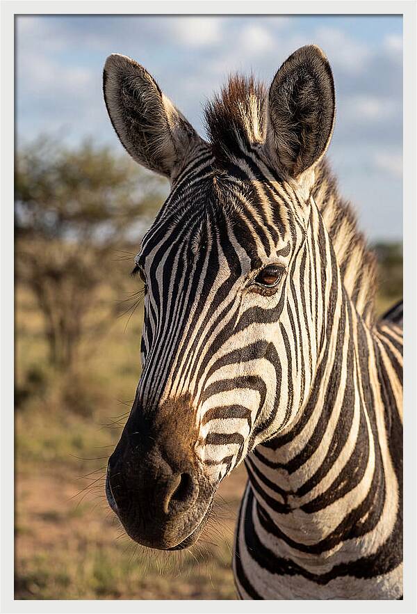 African Zebra Close Up Stripes
