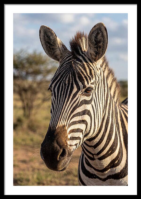 African Zebra Close Up Stripes
