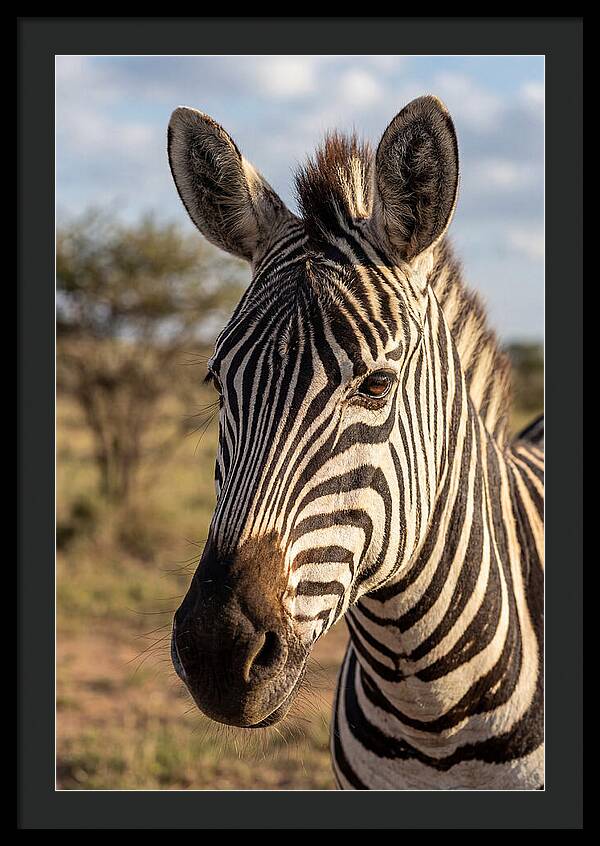 African Zebra Close Up Stripes