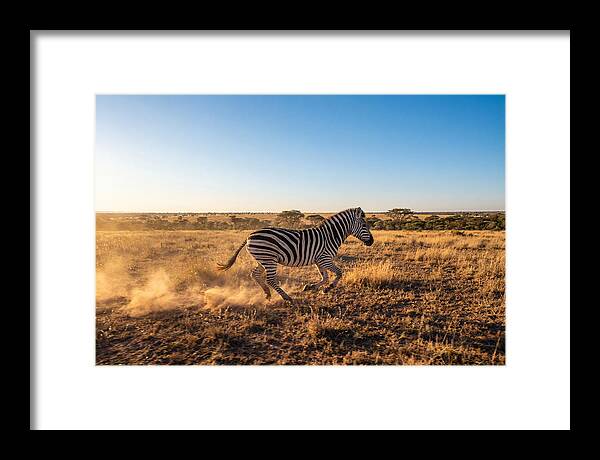 African Zebra Running Wild