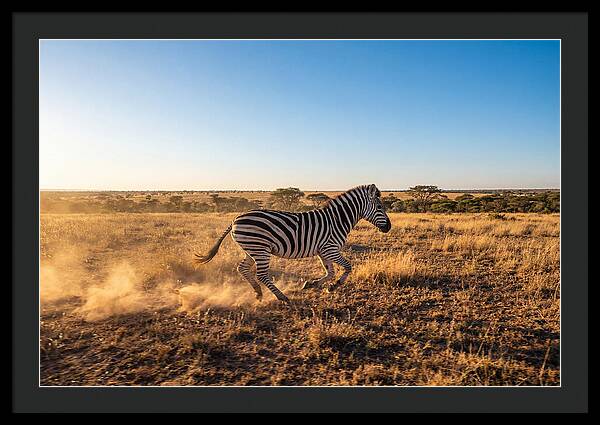 African Zebra Running Wild