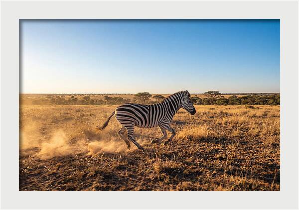 African Zebra Running Wild