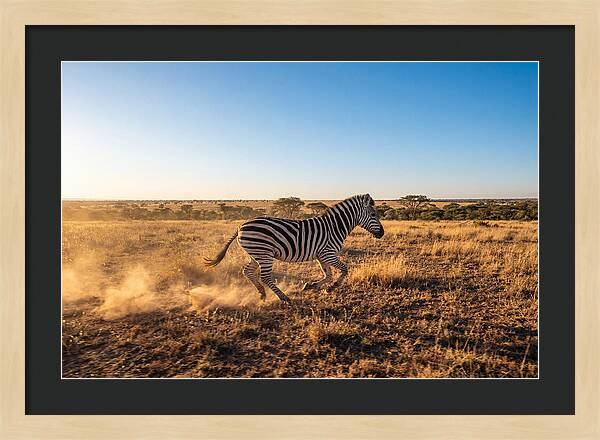 African Zebra Running Wild