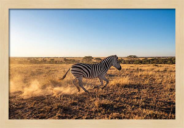 African Zebra Running Wild