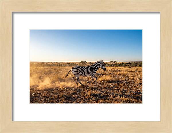 African Zebra Running Wild