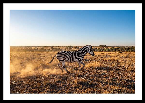 African Zebra Running Wild