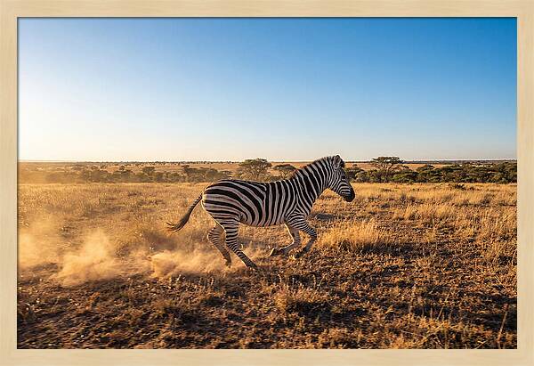 African Zebra Running Wild