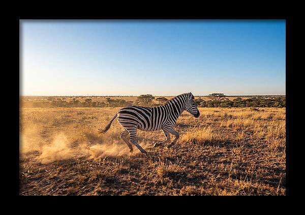 African Zebra Running Wild