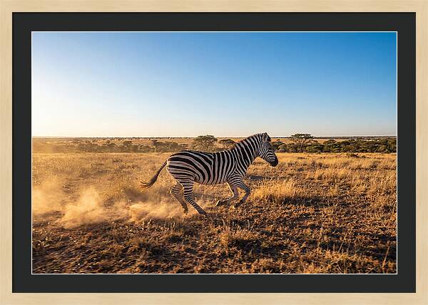 African Zebra Running Wild