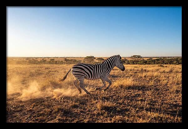 African Zebra Running Wild