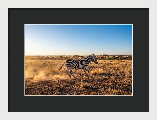 African Zebra Running Wild