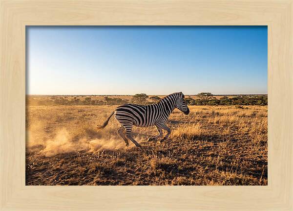 African Zebra Running Wild