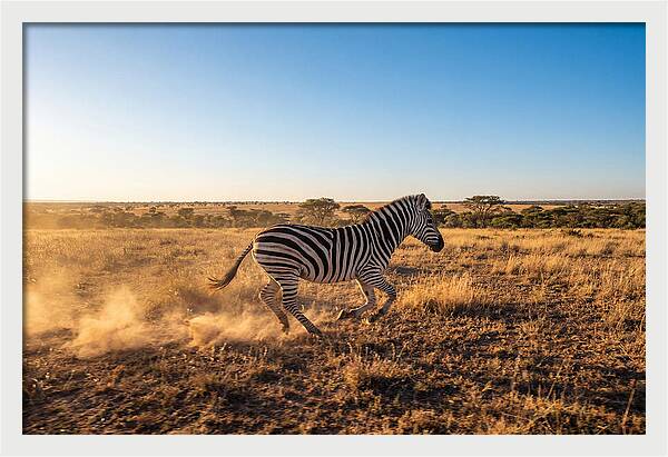 African Zebra Running Wild